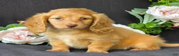 Miniature Dachshund dogs for sale: Diamond - Ad 3