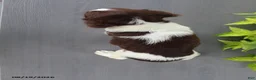 English Springer Spaniel dogs for sale: Macy - Ad 7
