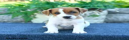 Jack Russell Terrier dogs for sale: Jocelyn - Ad 4