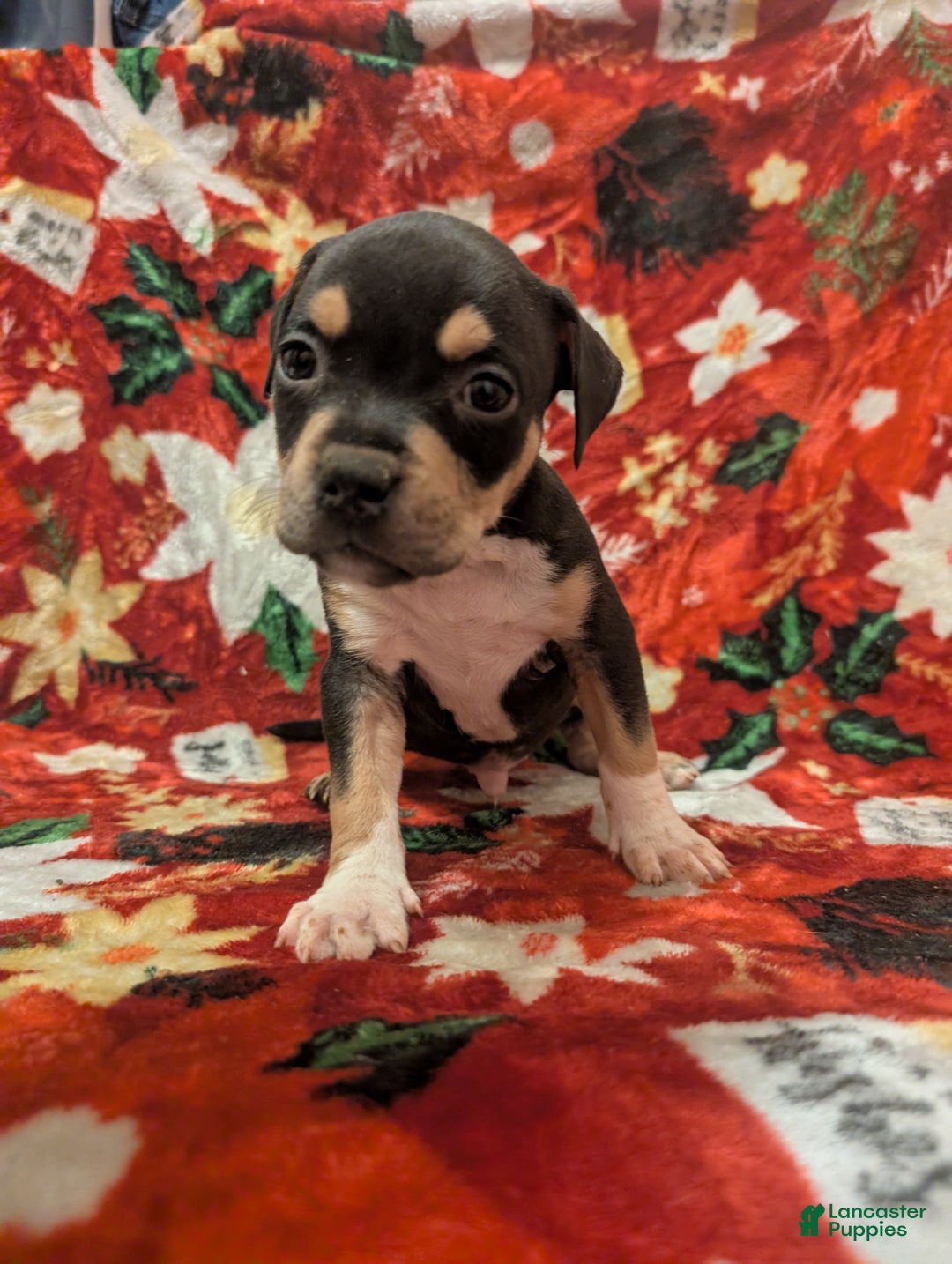 American Bully dogs for sale: American Bully Puppy 4 - Ad 1