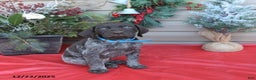 German Shorthaired Pointer dogs for sale: Lightning - Ad 3