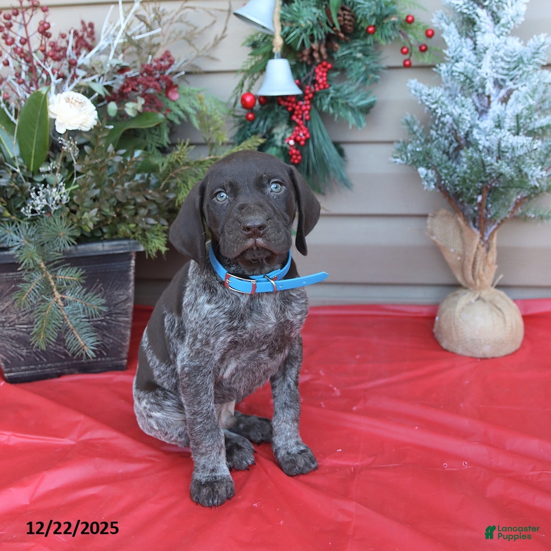 German Shorthaired Pointer dogs for sale: Lightning - Ad 3