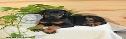 Doberman Pinscher dogs for sale: Arrow - Ad 2