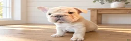 French Bulldog dogs for sale: French Bulldog 2- Clara - Ad 1