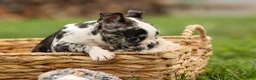 Frenchton dogs for sale: BRANDY - Ad 4