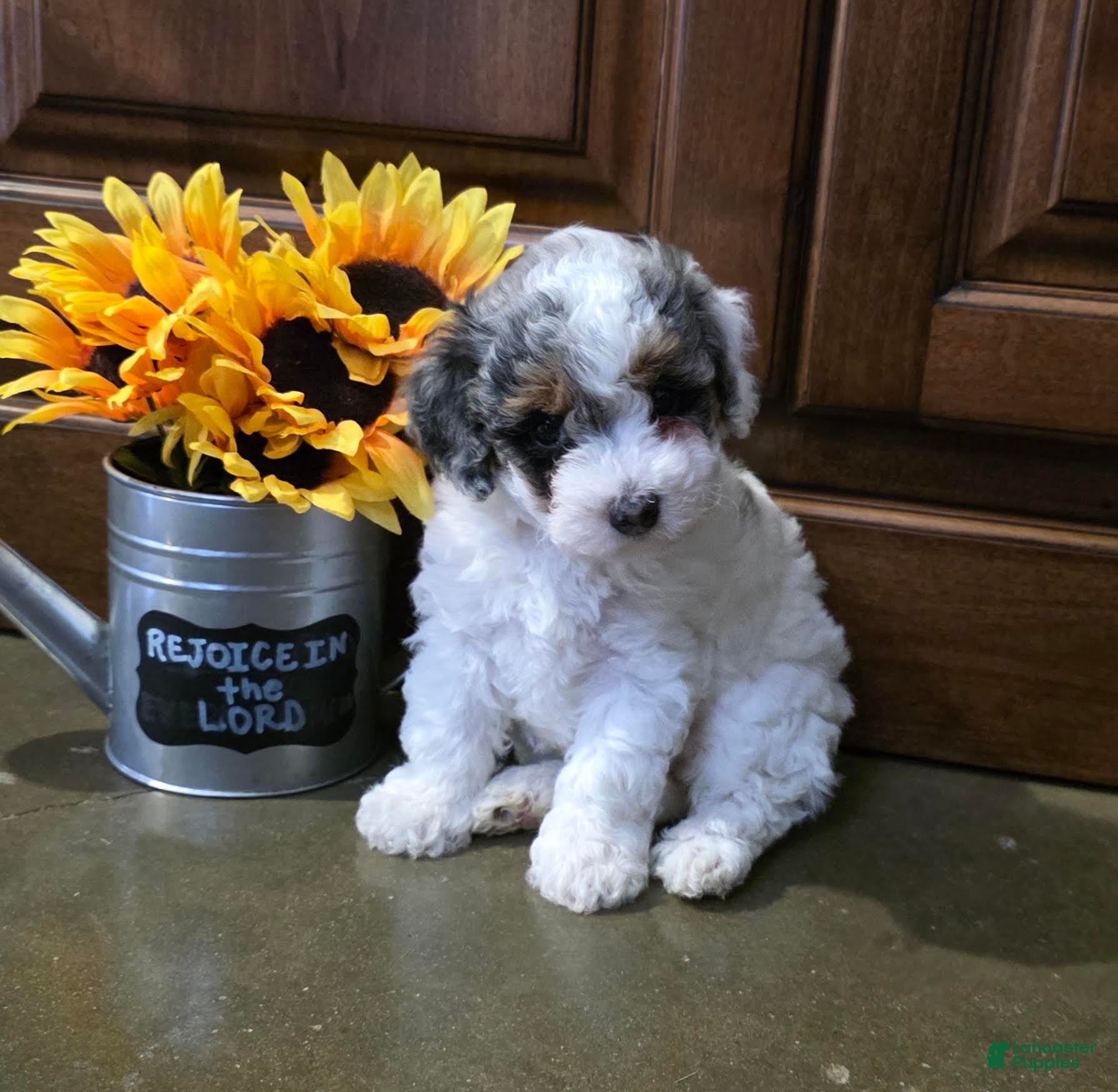 Toy Poodle dogs Heather Toy Poodle  - Ad 2