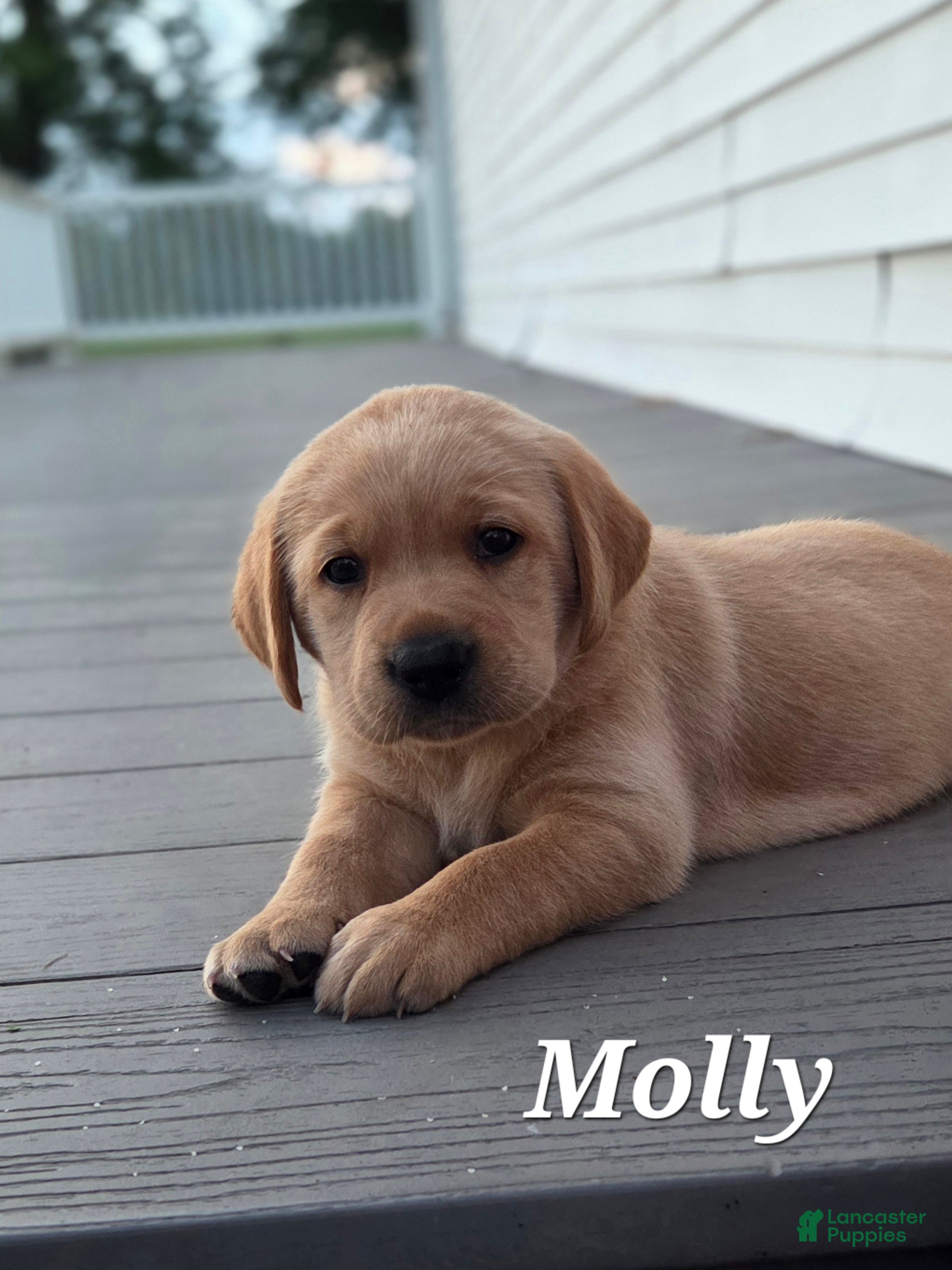 Labrador Retriever dogs Molly - Ad 17