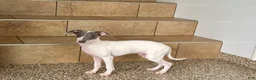 Italian Greyhound dogs for sale: Jace - Ad 10
