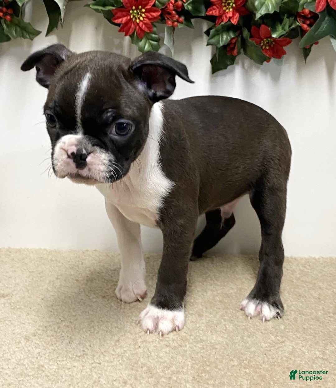 Gallery Image {{count}}