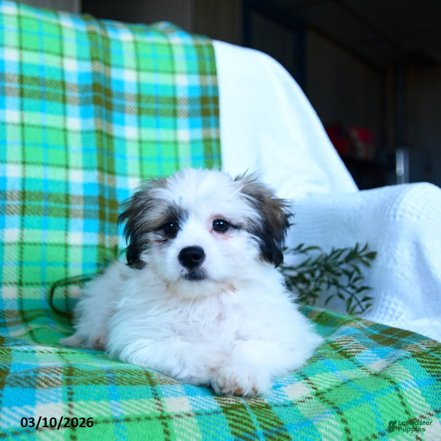 Teddy Bear dogs Waldo - Ad 2