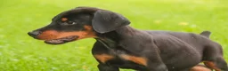 Doberman Pinscher dogs for sale: Malcolm - Ad 7