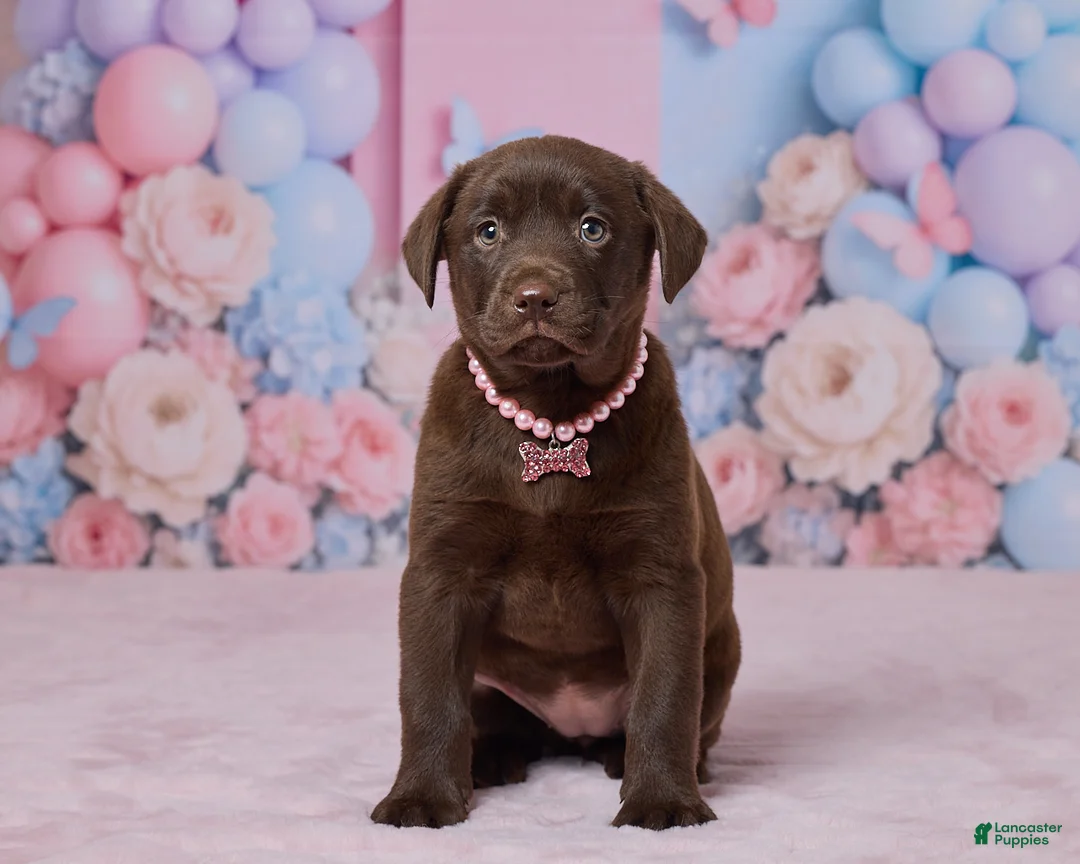 Labrador Retriever dogs for sale: Harbor - Ad 1