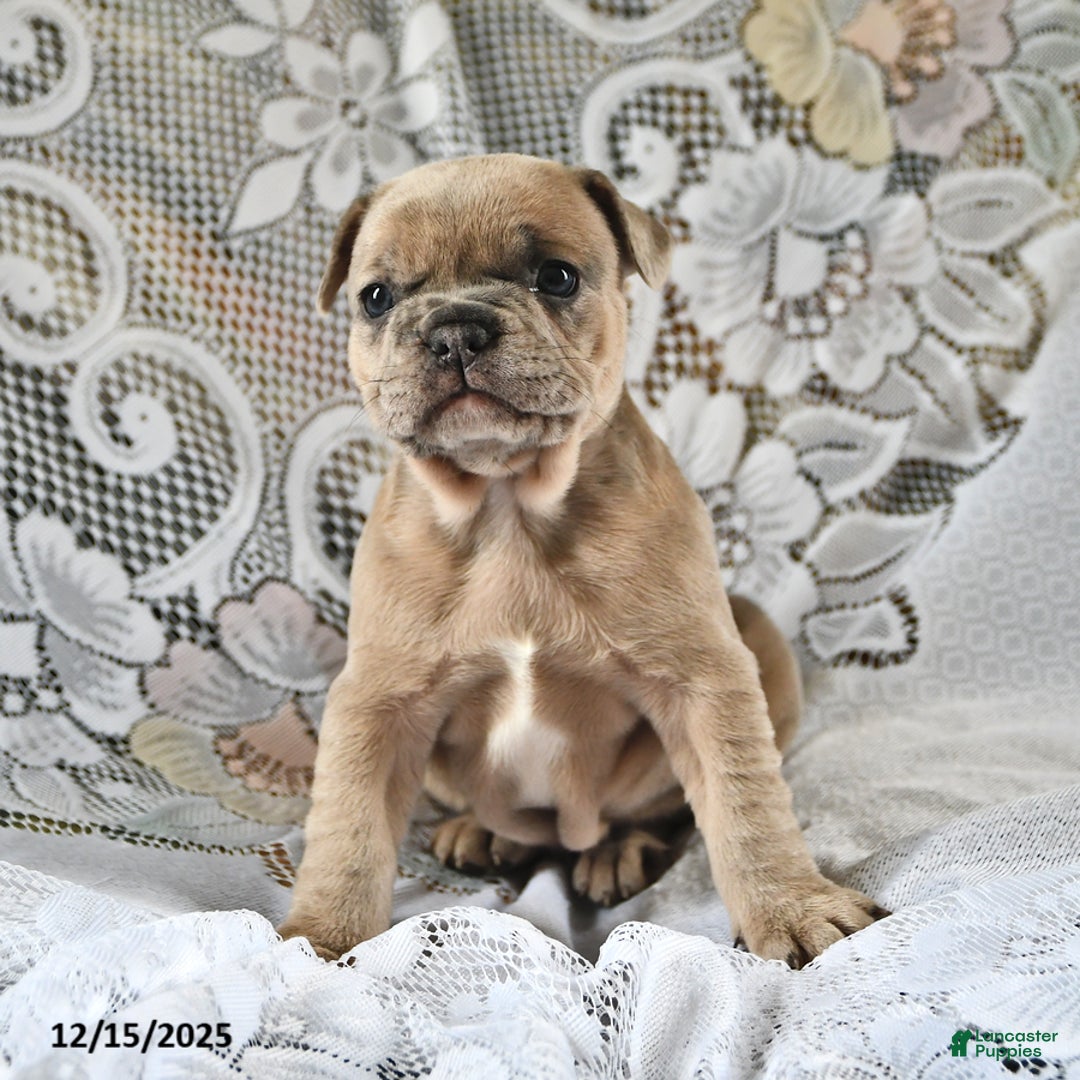 French Bulldog dogs for sale: Gingerbread - Ad 4