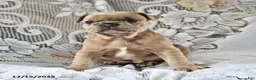 French Bulldog dogs for sale: Gingerbread - Ad 9