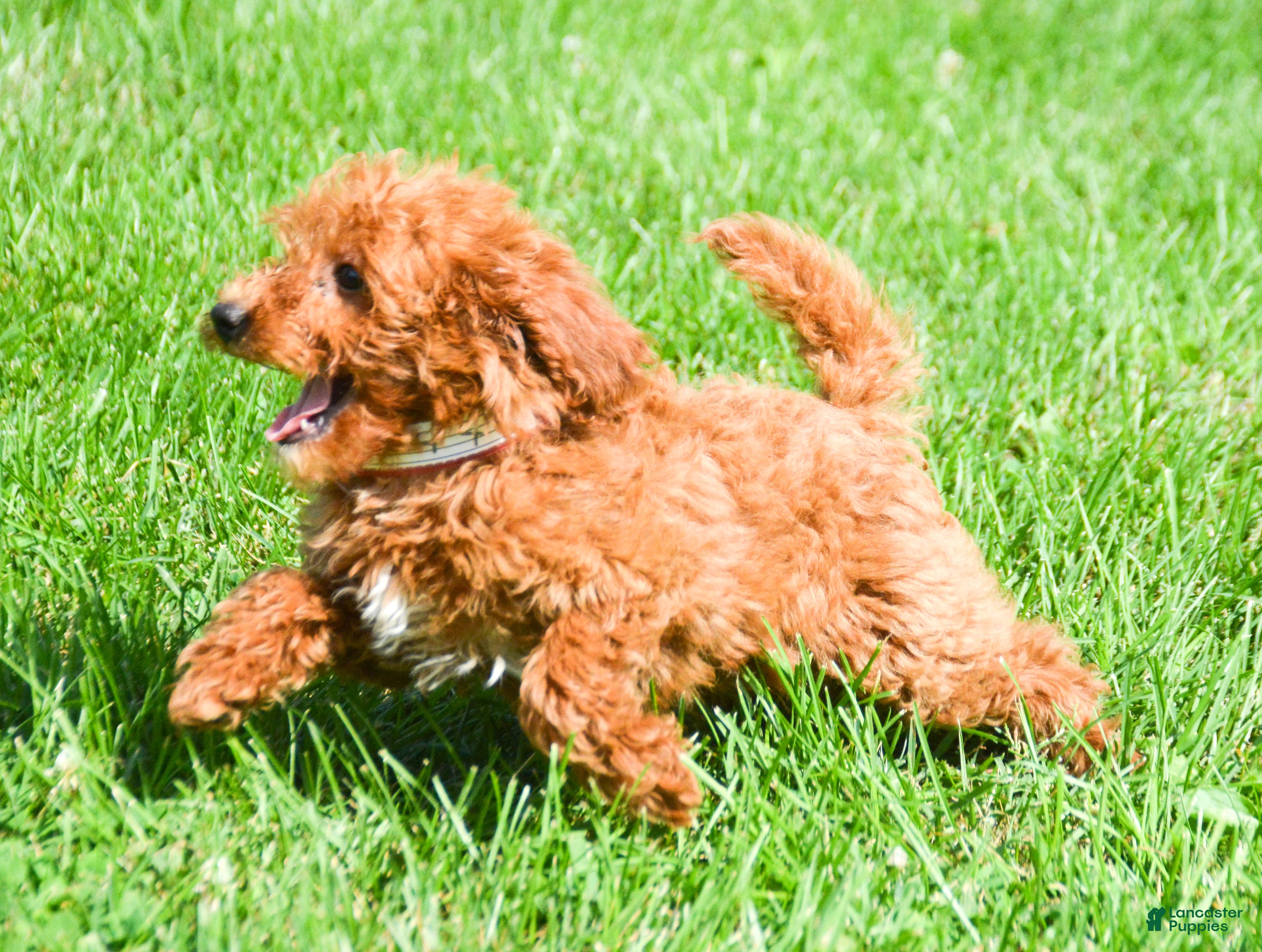 Mini Goldendoodle dogs Dana Mini Goldendoodle 6 - Ad 1