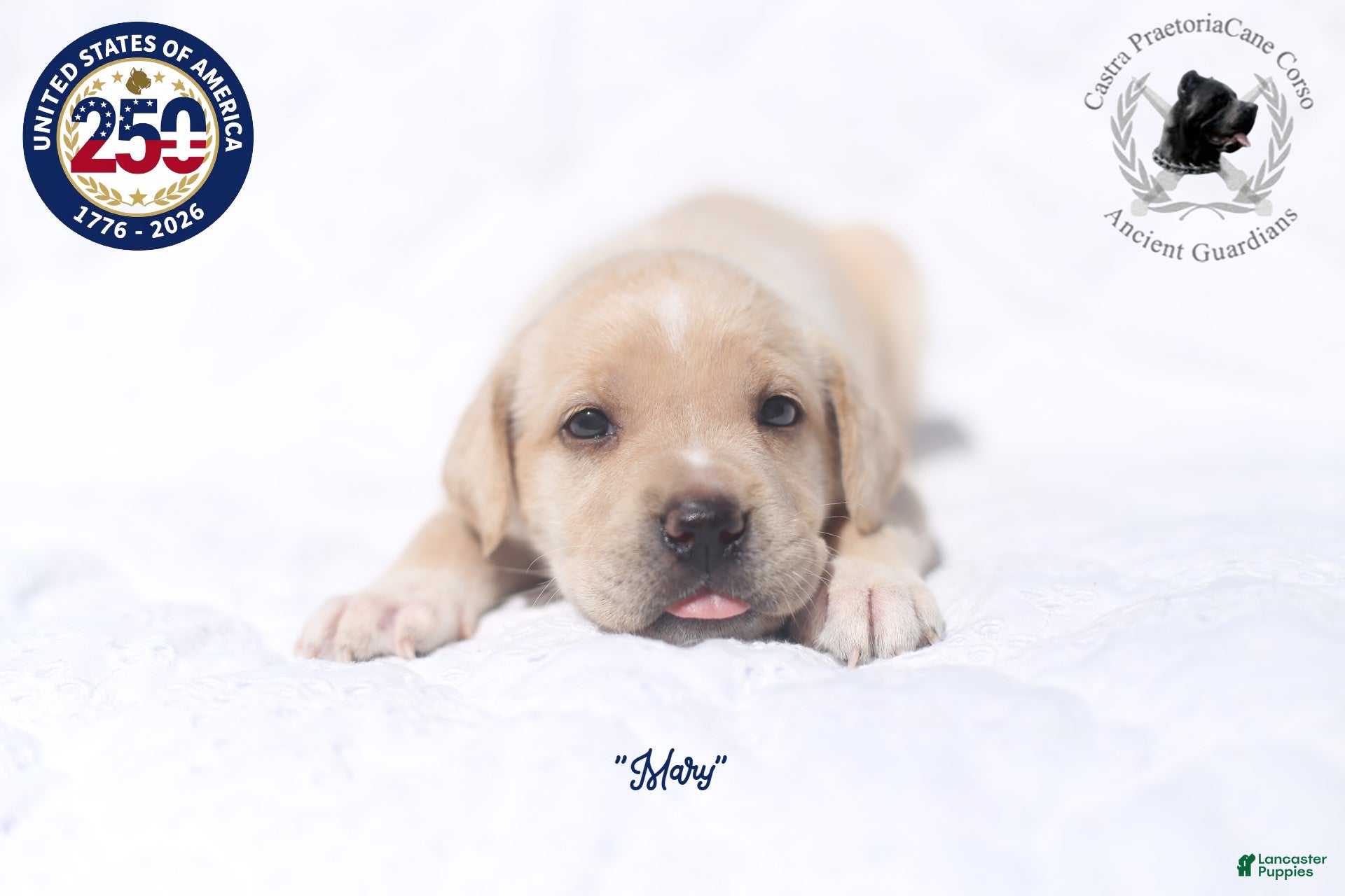 Cane Corso dogs "Mary" - Ad 23