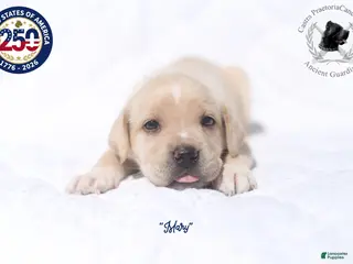 Cane Corso dogs "Mary" - Ad 4