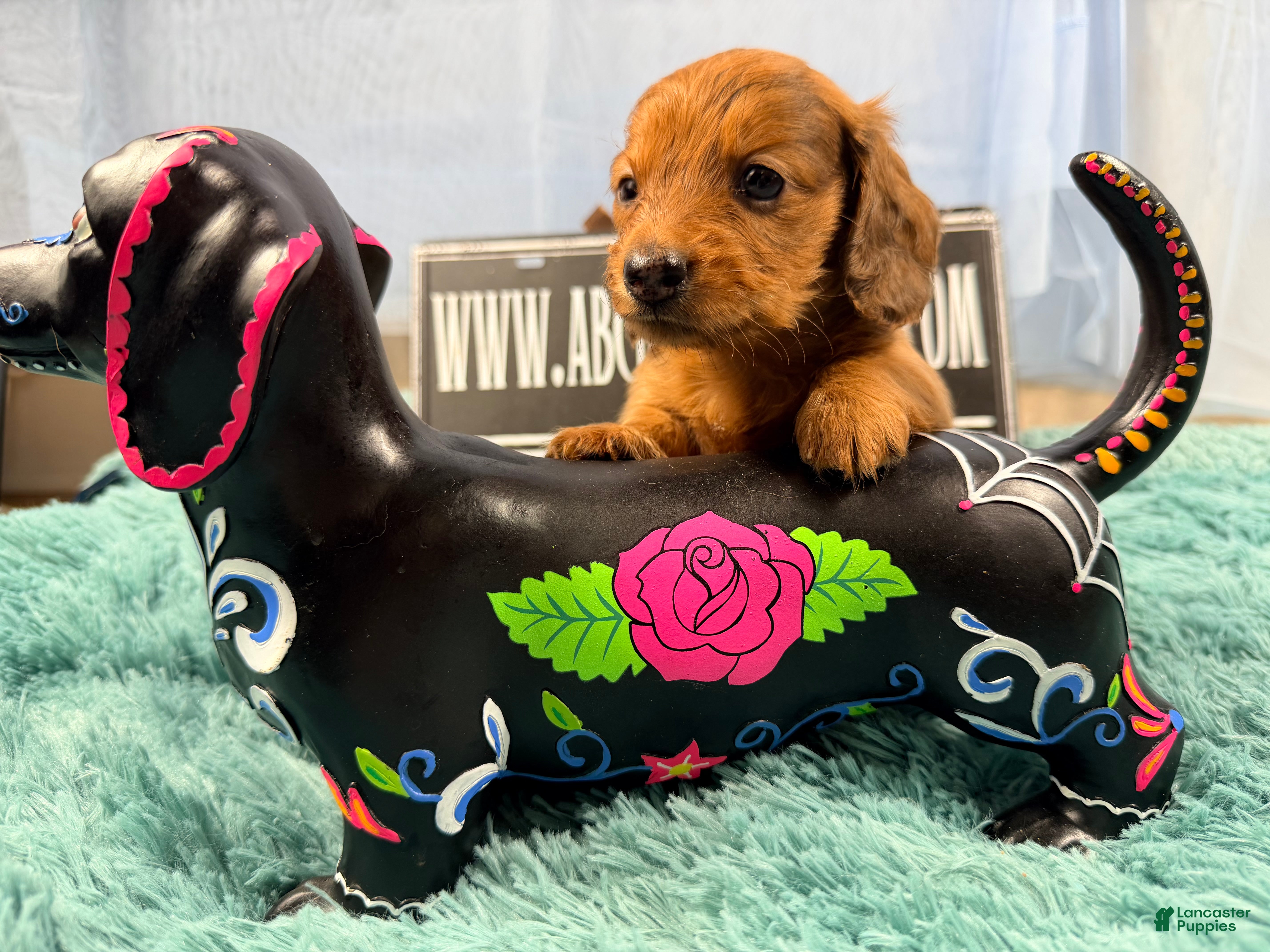 Miniature Dachshund dogs Red dapple girl - Ad 6