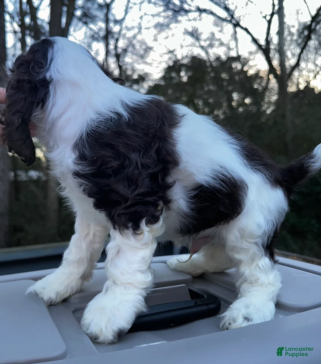 Cocker Spaniel dogs for sale: Cowboy  - Ad 5