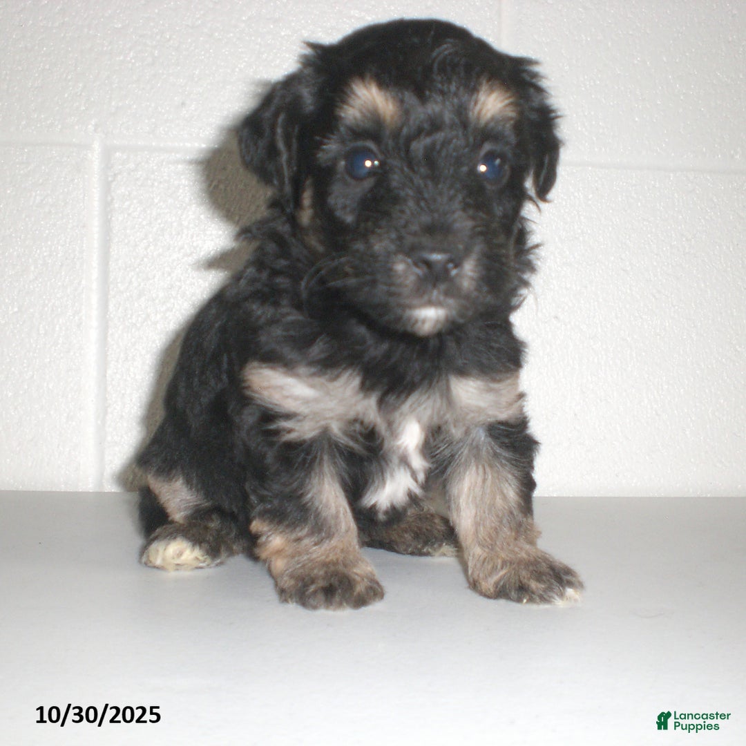 Yorkiepoo dogs for sale: Trent - Ad 13