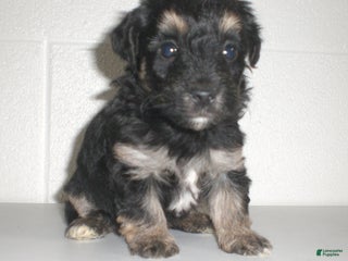 Yorkiepoo dogs - Ad 20