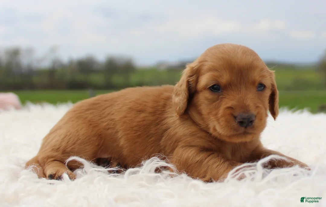 Miniature Dachshund dogs for sale: Mini Dachshund Girl 2 - Ad 1