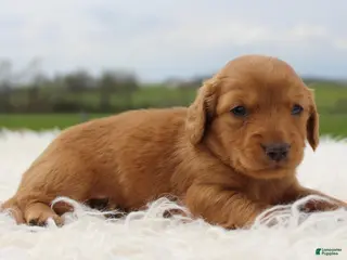 Miniature Dachshund dogs Mini Dachshund Girl 2 - Ad 4