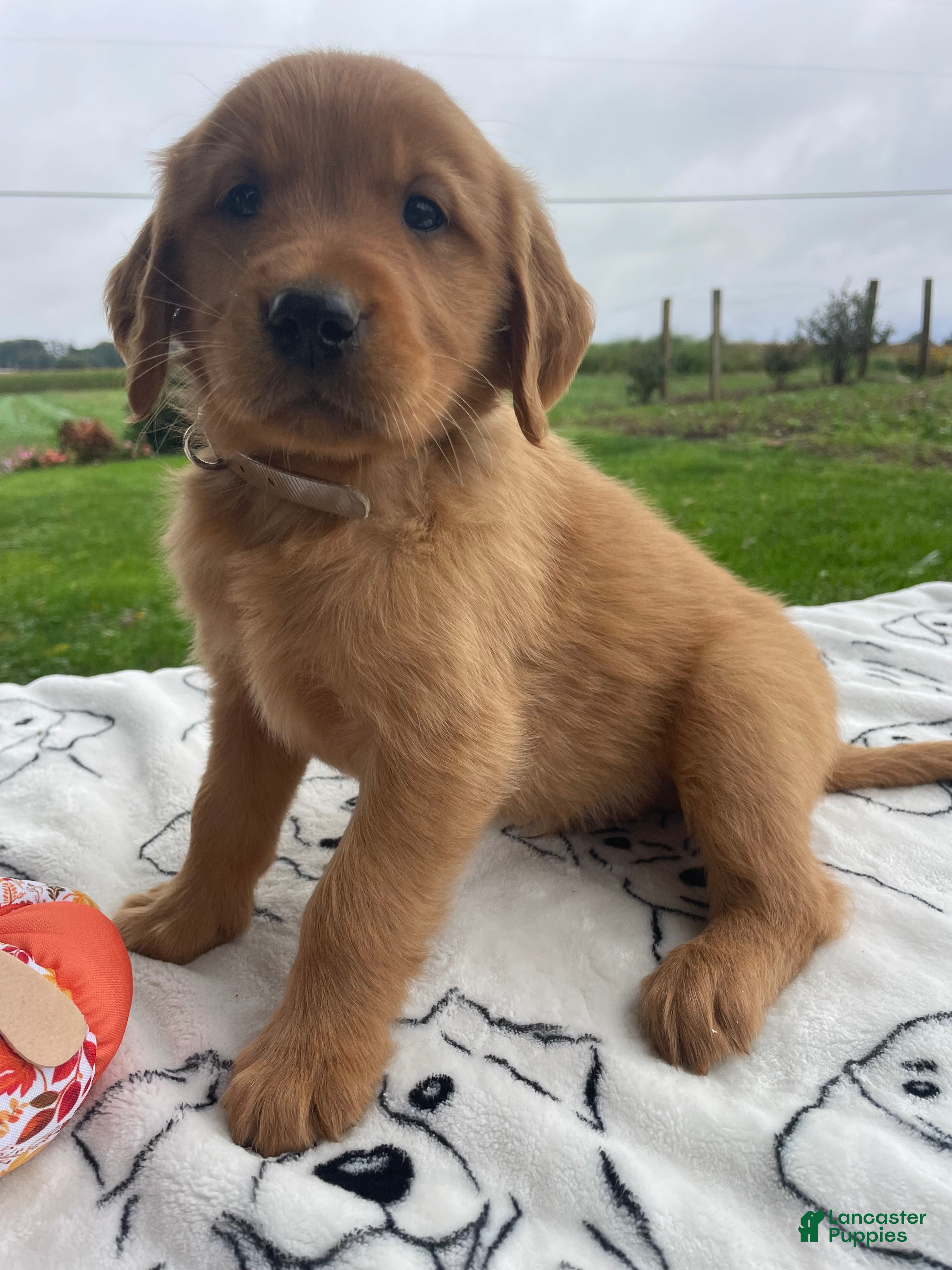 Golden Retriever dogs for sale: Ranger - Ad 1
