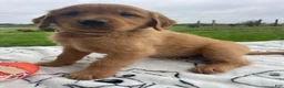 Golden Retriever dogs for sale: Ranger - Ad 1