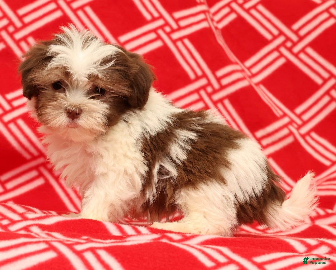 Havanese dogs for sale: BJ - Ad 1