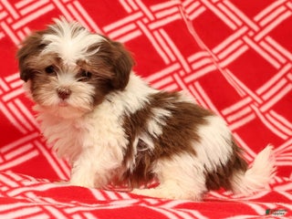 Havanese dogs BJ - Ad 5