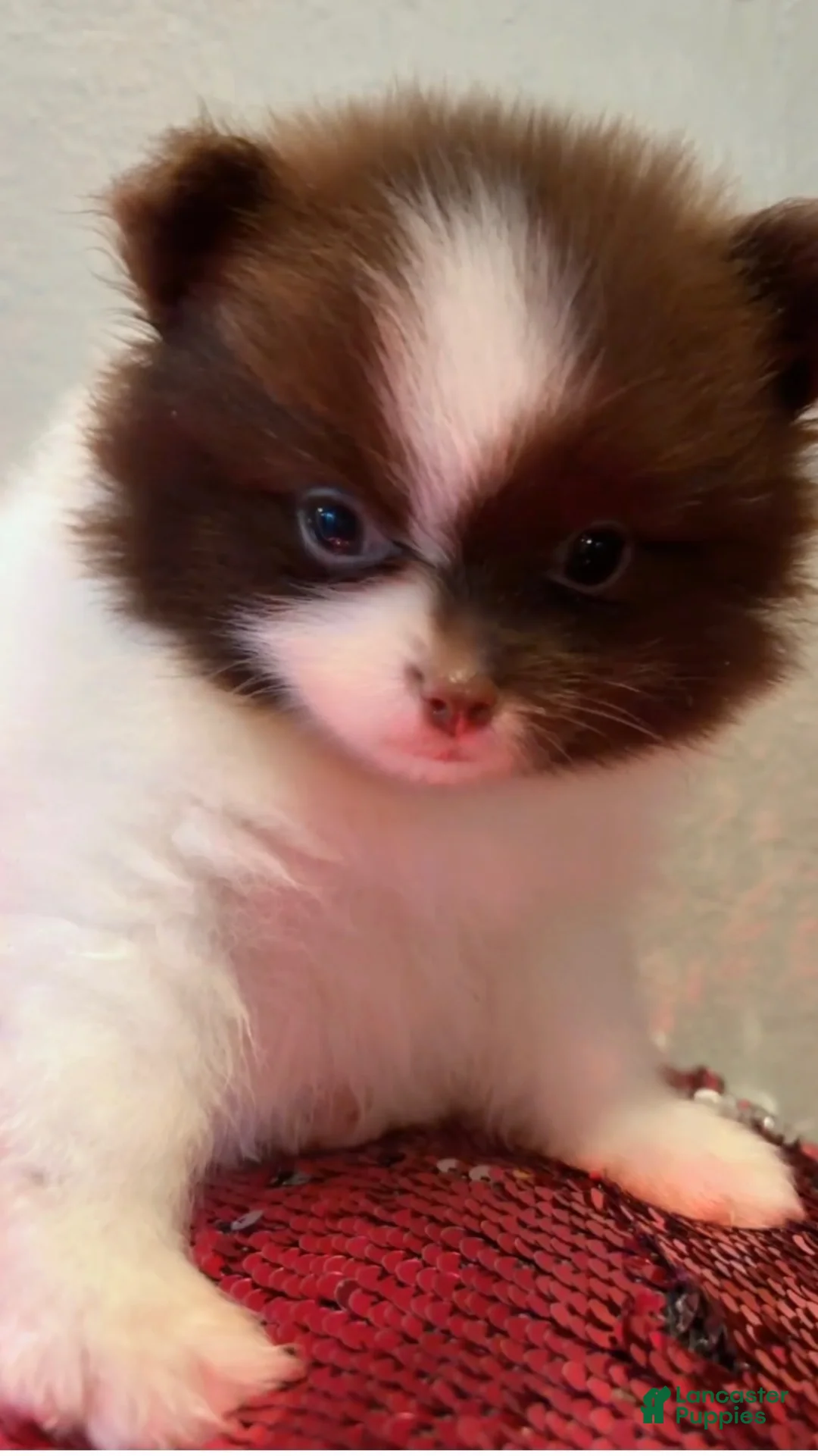 Pomeranian dogs for sale: Oreo  - Ad 2