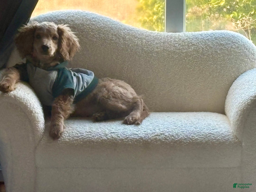 Cockapoo dogs for sale: Nacho - Ad 2