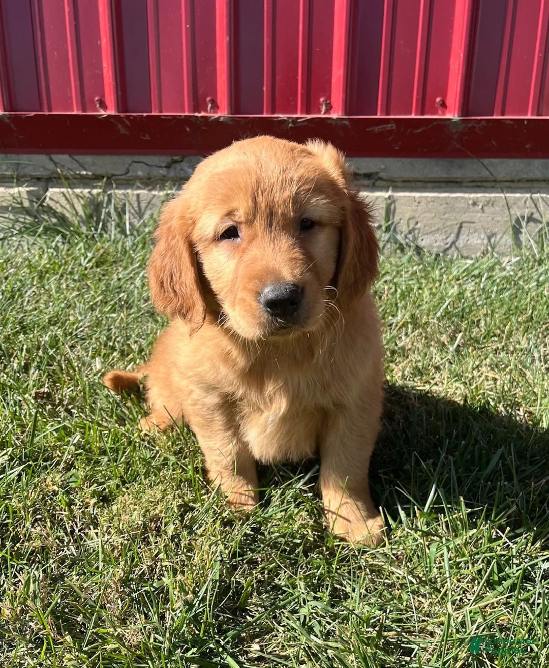Golden Retriever dogs for sale: Miley - Ad 2