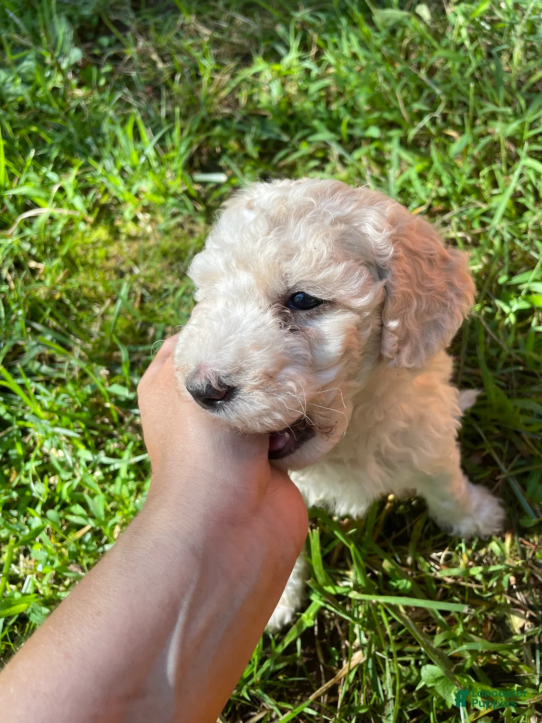 Mini Aussiedoodle dogs for sale: Cream - Ad 6