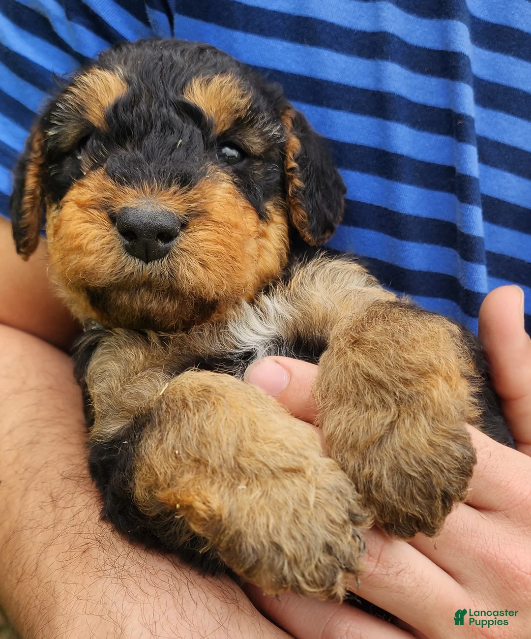Airedale Terrier dogs for sale: Enchanted Airedales - Grey Boy - Ad 1