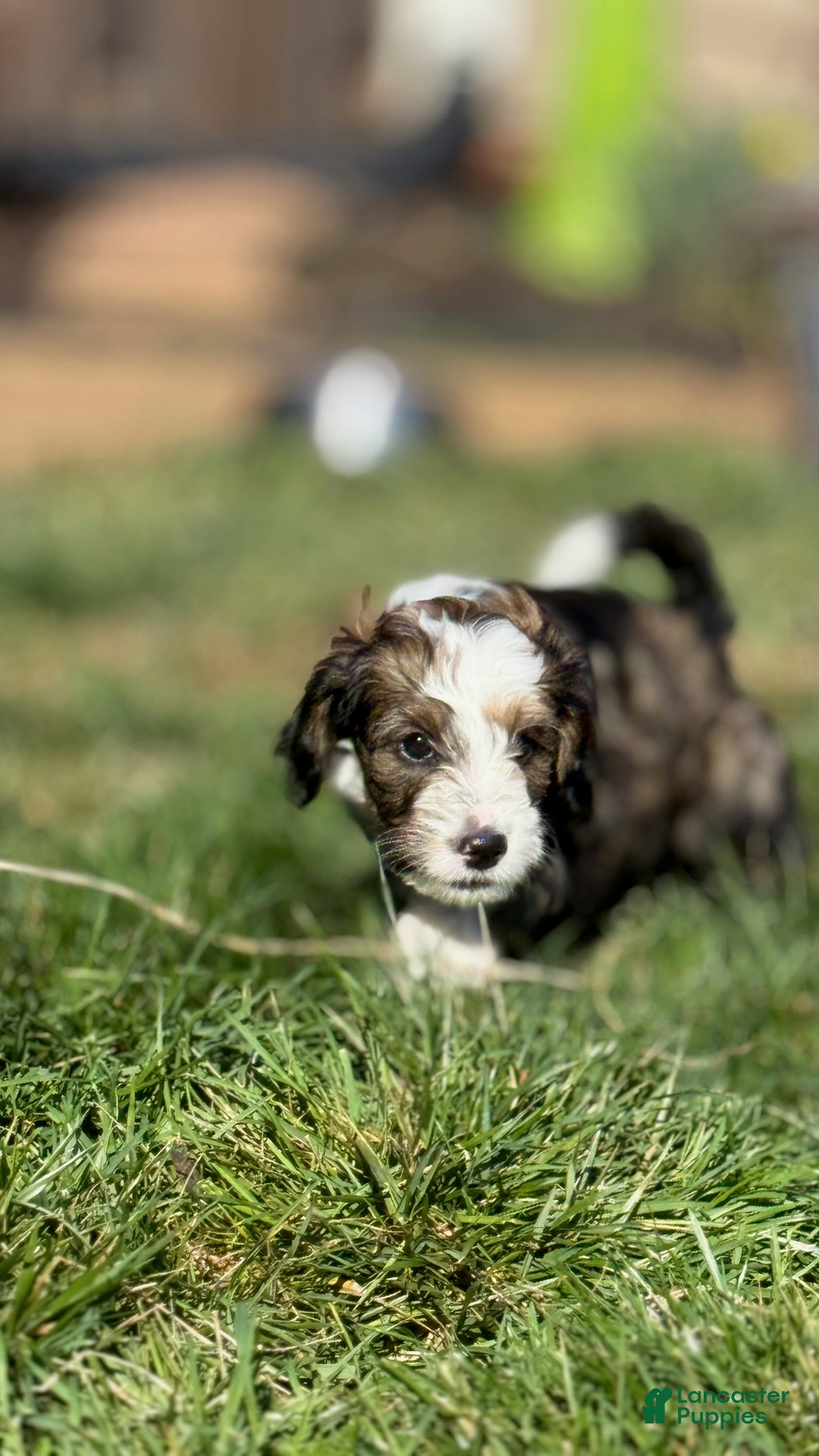 Bernedoodle dogs Olivia - Ad 1