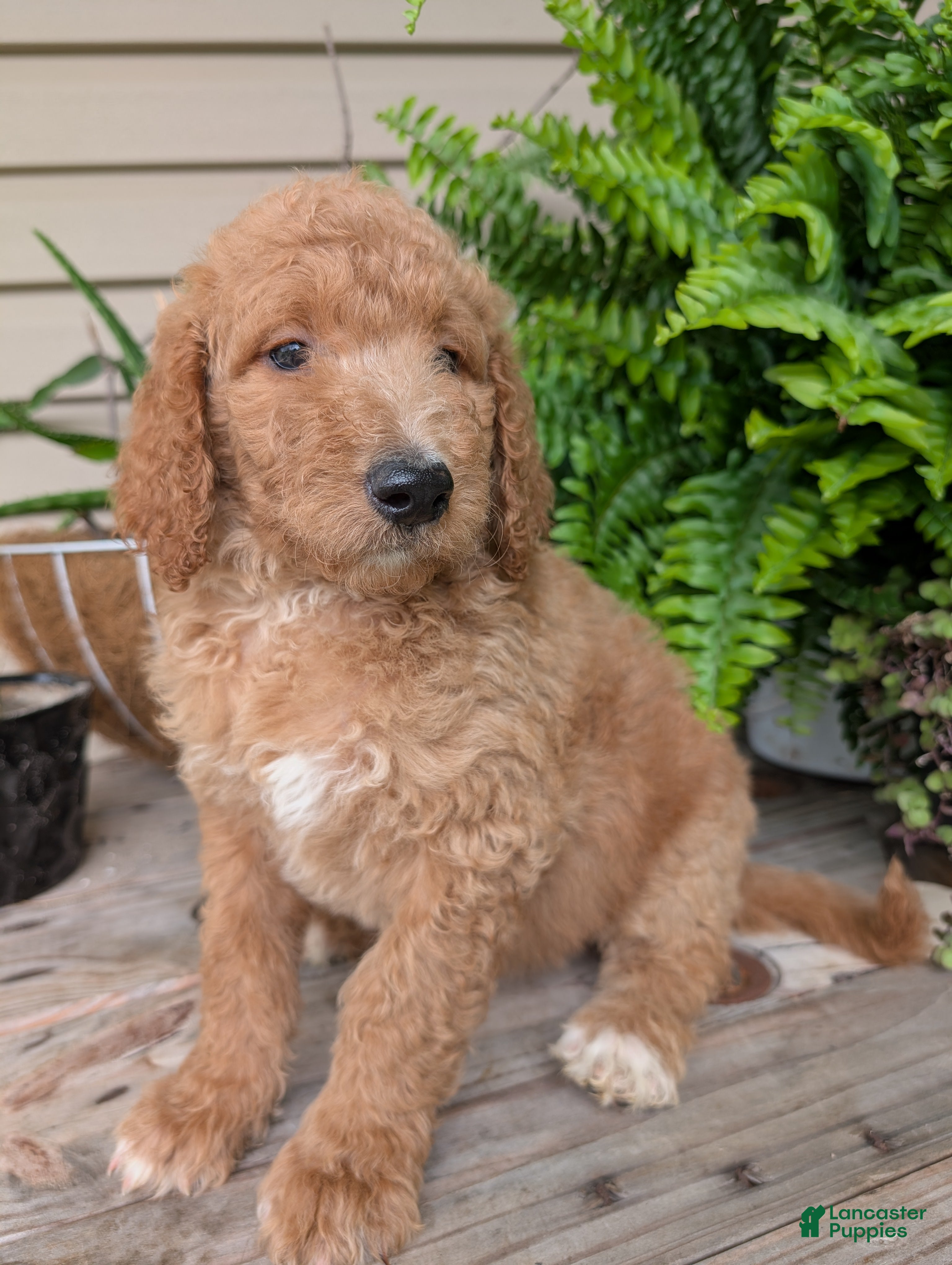 Goldendoodle dogs Annie  - Ad 2