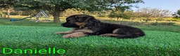 German Shepherd dogs for sale: Danielle - Ad 4