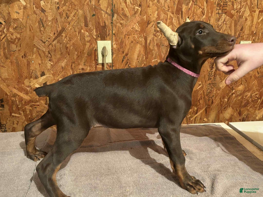 Doberman Pinscher dogs for sale: Red girl pink collar - Ad 1