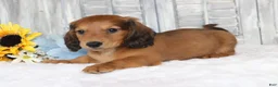 Dachshund dogs for sale: Pedro  - Ad 3
