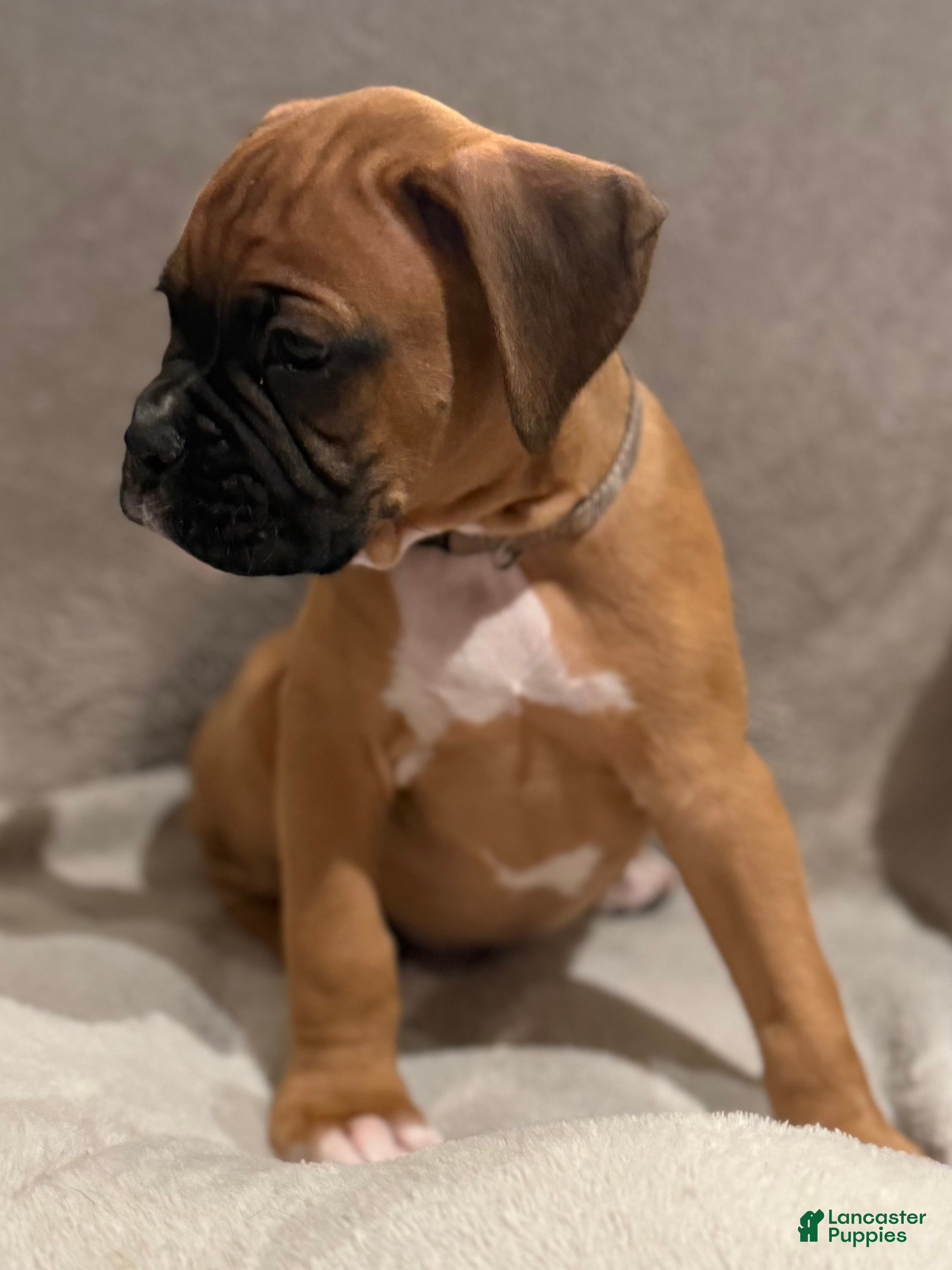 Boxer dogs Bruno - Ad 1