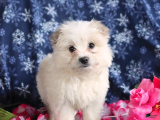 Mixed Breed dogs Fiona - Ad 16