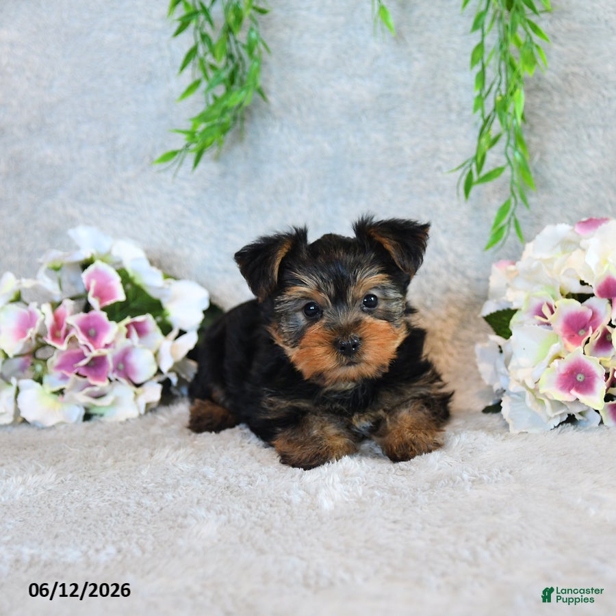 Yorkshire Terrier dogs Curvin - Ad 2