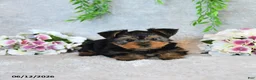 Yorkshire Terrier dogs for sale: Curvin - Ad 2
