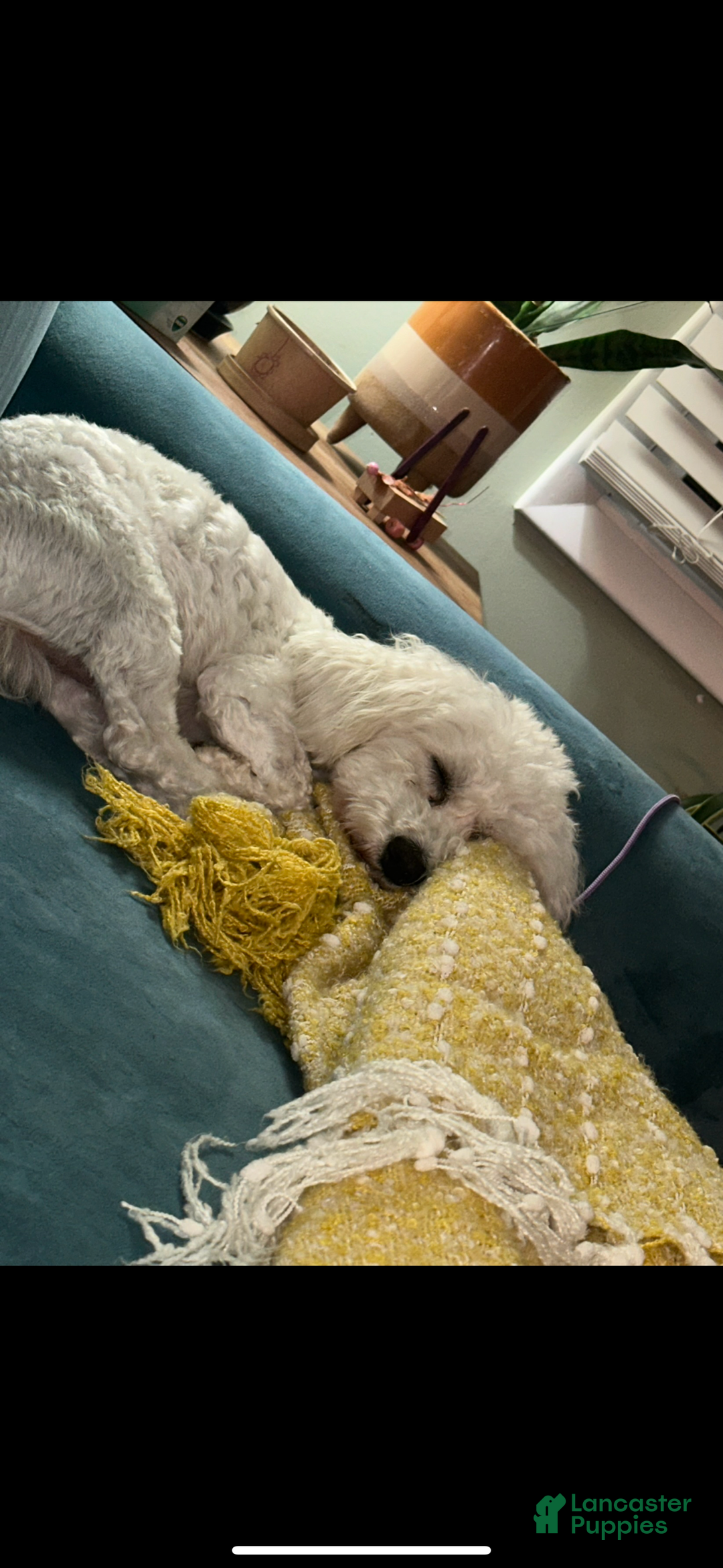 Maltipoo dogs for sale: Maltipoo Puppy 4 - Ad 7