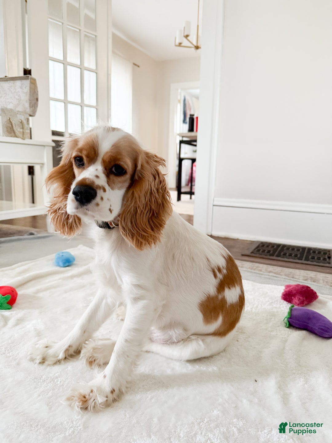 Cocker Spaniel dogs for sale: Teddy - Ad 10