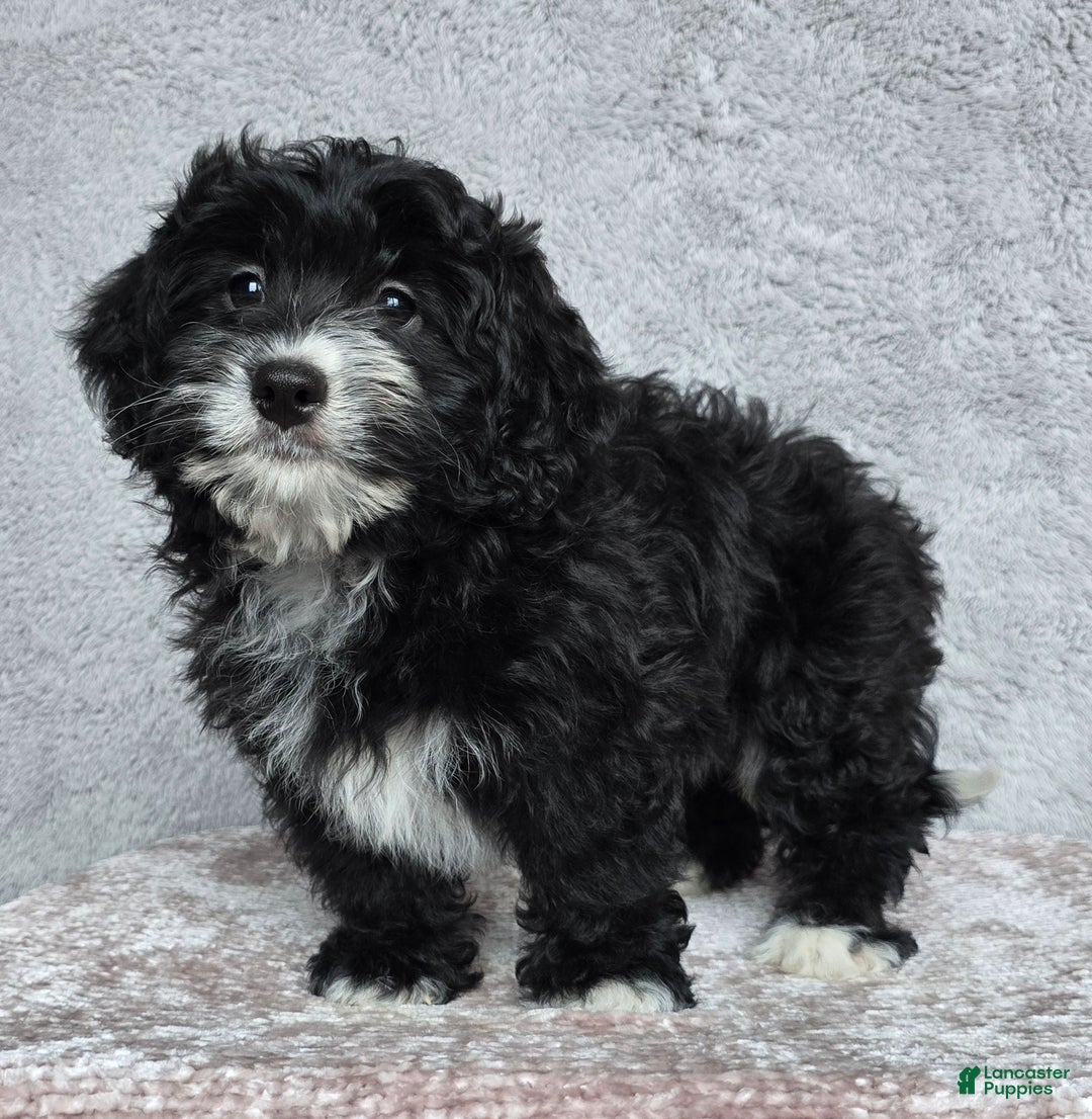 Mini Bernedoodle dogs for sale: Mini Reese - Ad 5