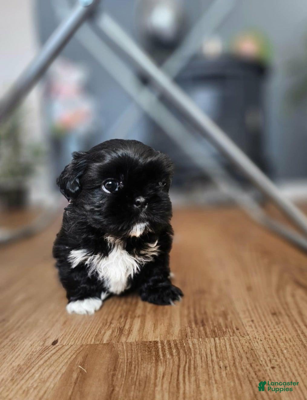 Shih Tzu dogs Rey - Ad 13