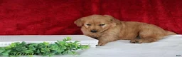 Golden Retriever dogs for sale: Rita - Ad 4